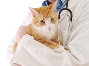 У кошенят болять очі ніж лікувати. Чому гниють очі у кота і чим його при цьому лікувати?