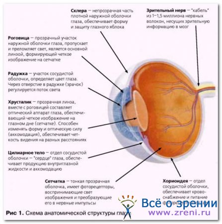 Анатомічні малюнки органу зору. Анатомія і фізіологія органів зору - очі. Функції органу зору