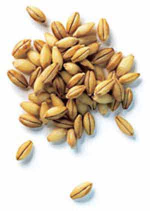  Пшениця, кукурудза, ячмінь і шрот як складові для комбікормів