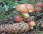 Які гриби потрібно збирати у лісі