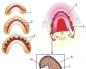 Прорізування, анатомія і гістологія зубів