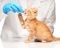 Інструкція із застосування антигельмінтика для котів прател Таблетки від глистів для котів прател