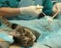 Чим відрізняється кастрація від стерилізації Чим відрізняється кастрація кота від стерилізації