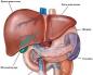 Анатомія людини: що в нас усередині та де розташовані органи