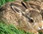 Чому у зайця довгі вуха (Мансійська) Довгі вуха зайця в чому полягає відносність