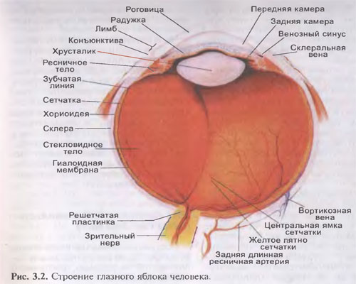  Ľudský orgán zraku. Anatómia a fyziológia viditeľného orgánu