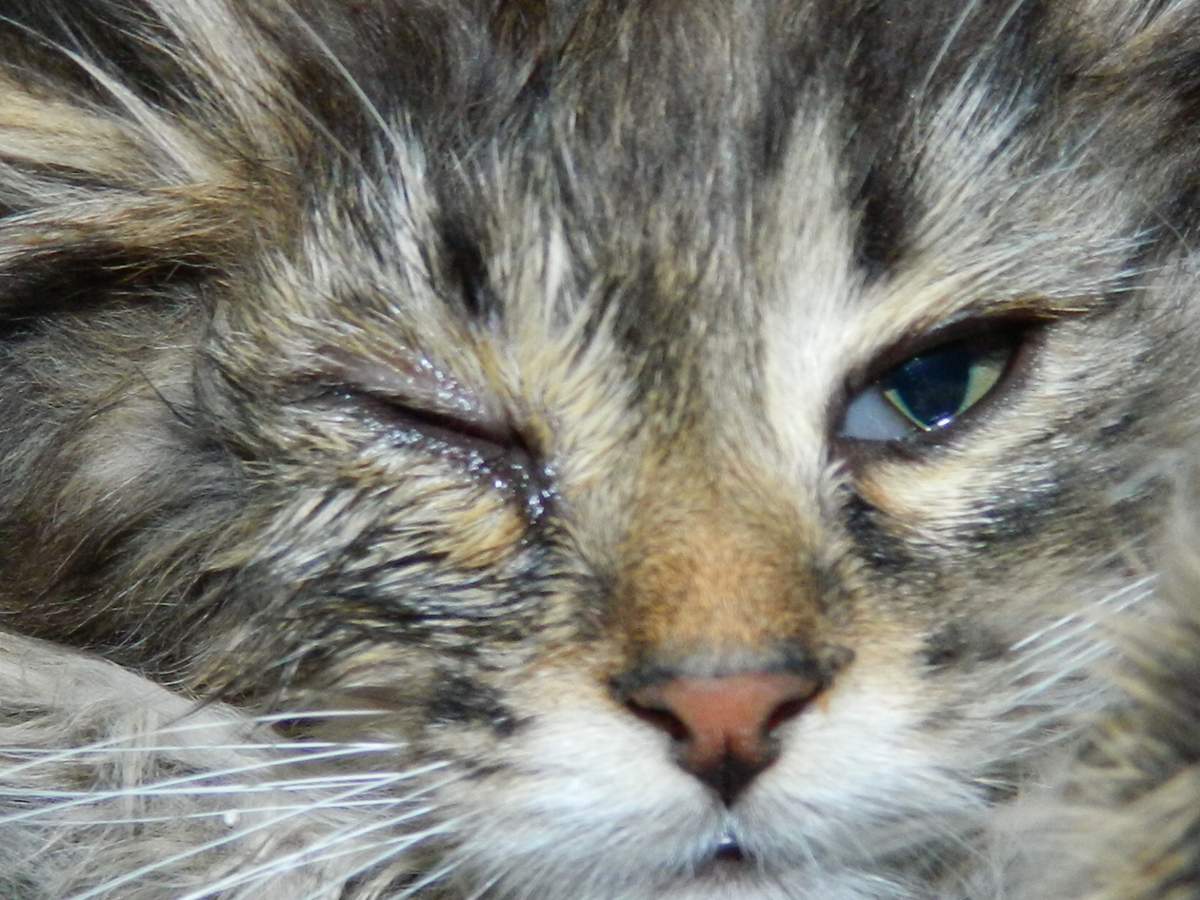 اگر گربه چشمان آبریزش دارد. گربه چشمان آبریزش دارد: چه کاری باید انجام داد و چگونه می توان آن را در خانه درمان کرد.