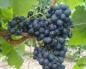 Sadržaj kalorija i hranjiva vrijednost grožđa Je li grožđe visoko kalorično?