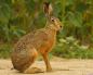 Zaujímavosti - zajace (10 fotografií)